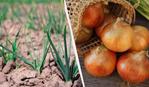 ���� ������: 7 ����� ������� ������ ������� ����