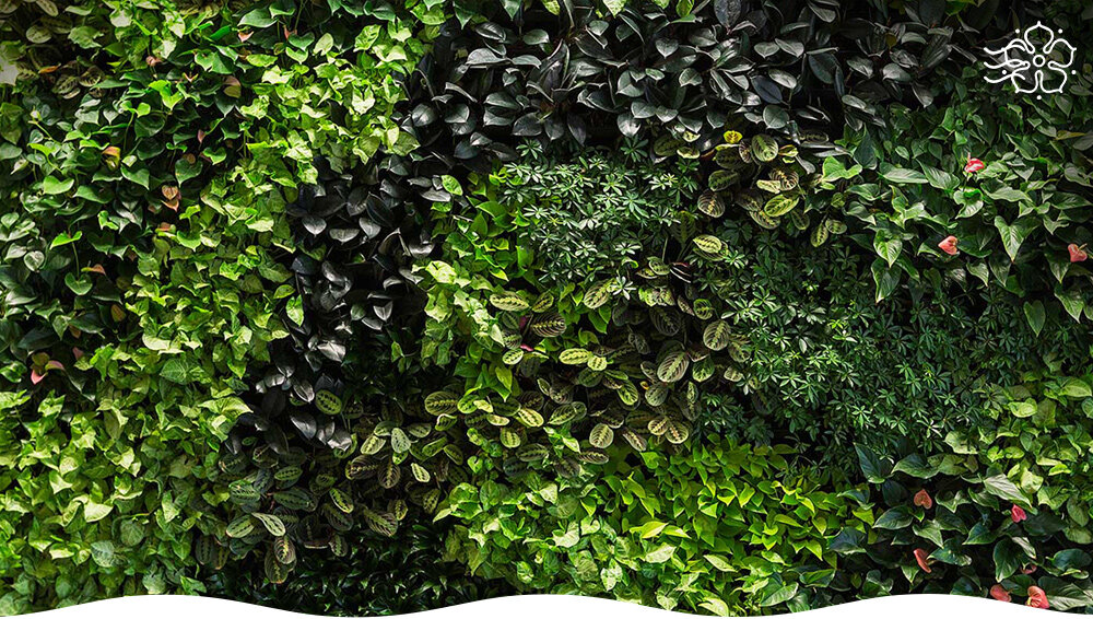 Вертикальное озеленение: как преобразить участок с помощью вьющихся растений