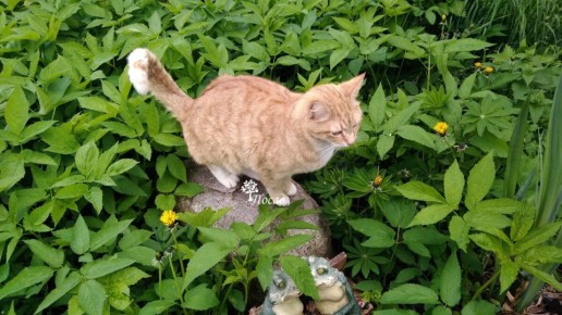 ���-���������: ��� ���� �� ���� ��������� ������ � �����