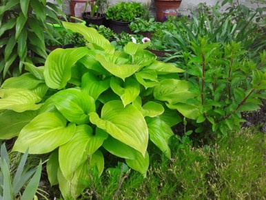 Контейнерный сад: от скрытых уголков до красной дорожки