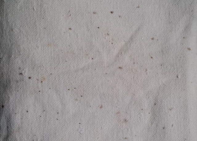 Эффективные способы удаления плесени с одежды без повреждений