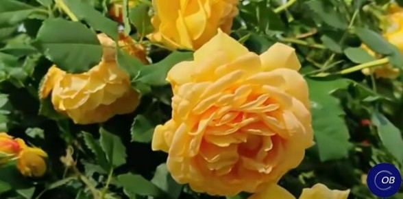 ��� ��������� �� ������ � ����: ������ ������