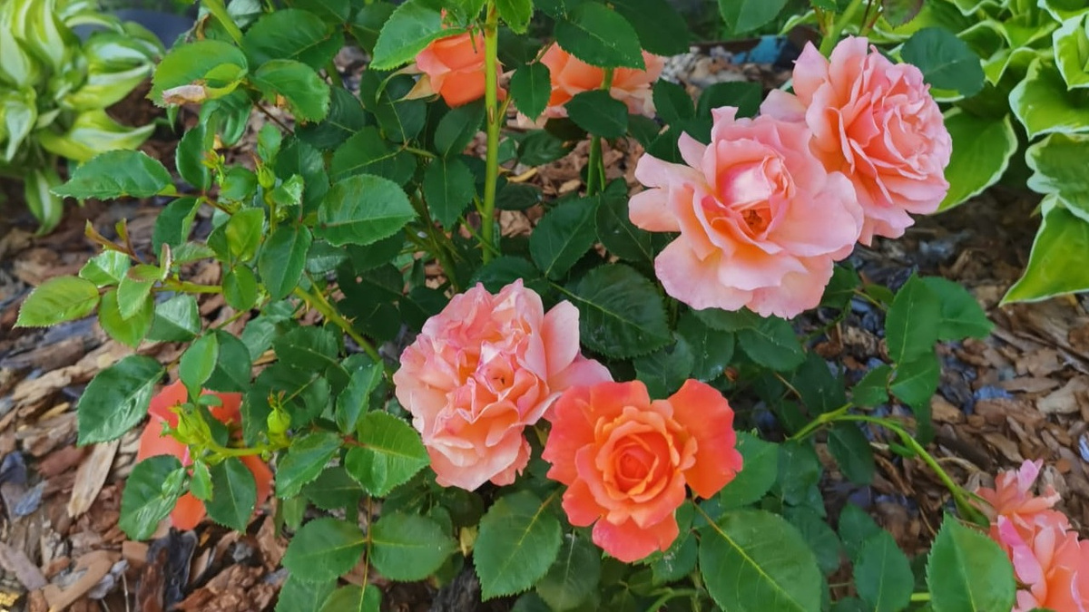 Как правильно обрезать розы: секреты для второго цветения