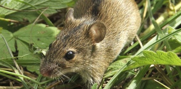 ����������� �������� ������� ������ � ��������� �� ����