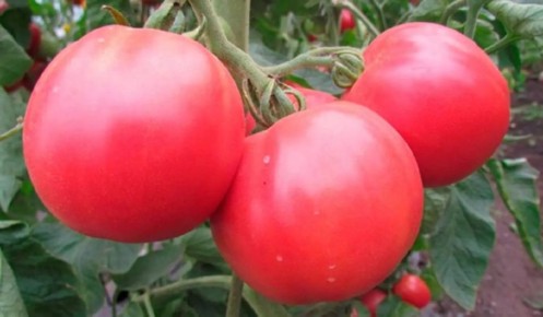 Как увеличить урожай томатов с помощью пчел и медоносных растений