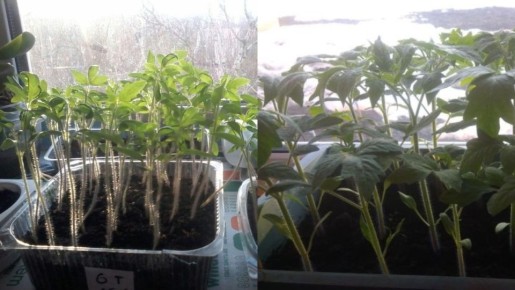 Почему рассада помидоров теряет силы и не приносит урожай: 5 ключевых ошибок и их решения