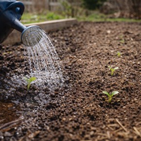 Как привычка поливать «на всякий случай» мешает росту растений