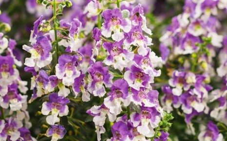 Очарование ангелонии: цветок, который преобразит ваш сад