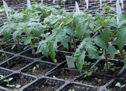 Секреты успешной подготовки семян томатов к посеву