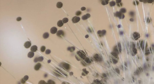 Можно ли есть продукты с плесенью: неожиданные факты, которые стоит знать