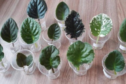 ����� ����������� ������: ��� ������� ��� ���������