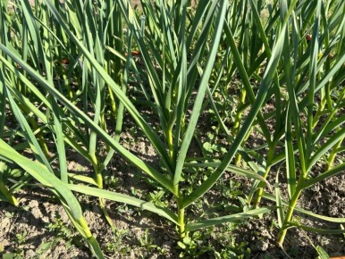 ����� �������� ������: ������ ������ ��� ���������