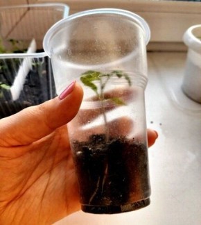 ����������� ������� ��� ���������: ������� � ����������� �����