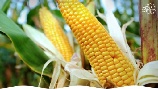 ������� �����: ����� ����� �������� �������� �������� ������