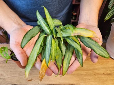 ��� ������������ ����� ������ ����� �������� ���� ��������