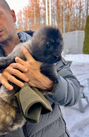 На Ладожском озере спасли от птиц новорожденную нерпу