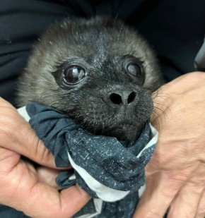 �������� ��������� ����� ������ �������� �� ������� �������