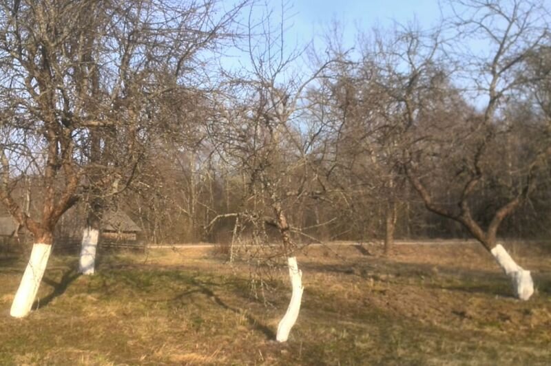 Красивая яблоня: Как заботиться о поврежденных стволах и выбирать лучшие средства