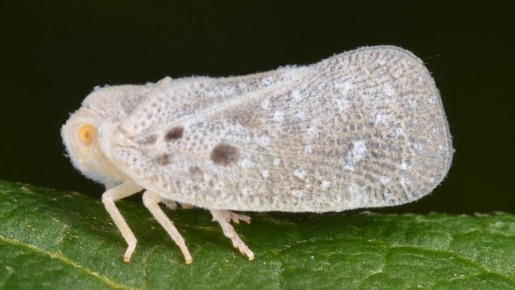 Эффективная защита растений от белой цикадки