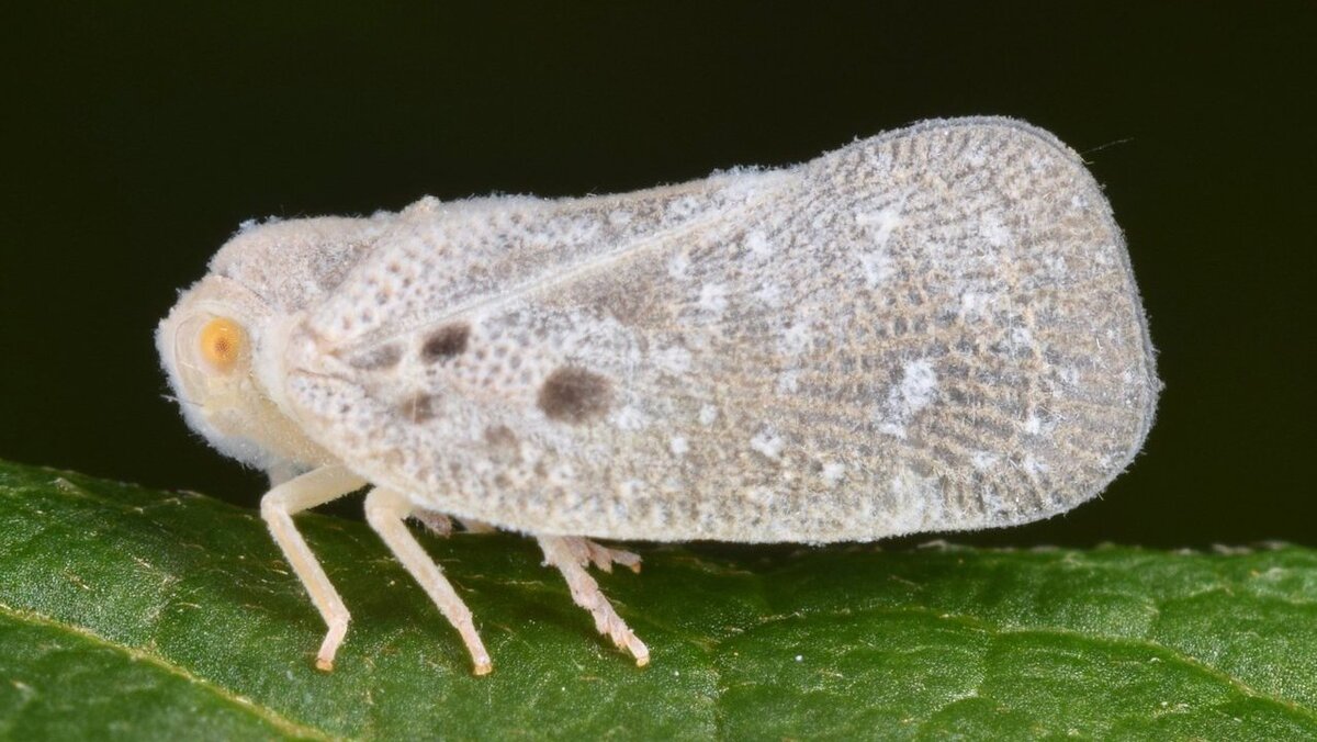 Эффективная защита растений от белой цикадки