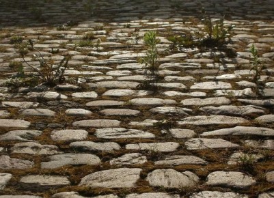 Эффективные способы борьбы с сорняками без химии