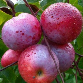 ������ ������ ���������: ������������ ���� ��� ������ ����