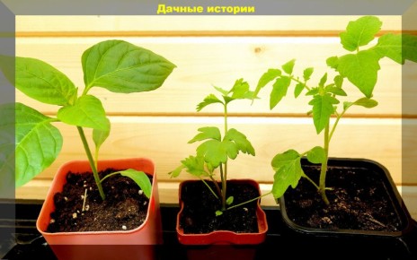 ���� ���� ��� ���������� ��������: ������ �� ���������� �������