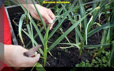 ��� ��������� ������ �������: ����������� ������ ��� ���������