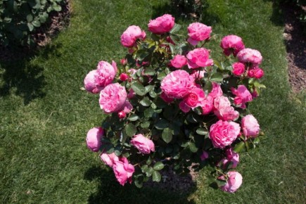 Осень на пороге: секреты размножения роз черенками