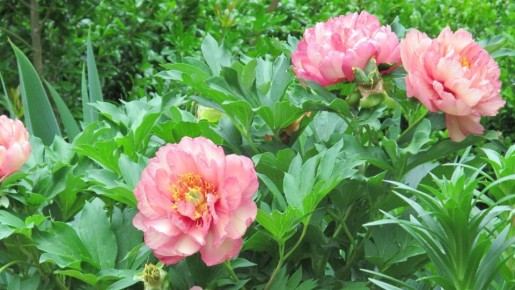 Как пересадка пионов может вдохнуть новую жизнь в ваш сад