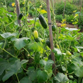 ������� �������: ��� ��������� ��������� ������ �� ������ �� �����