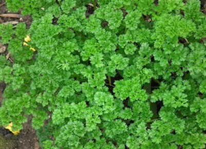 Как ускорить проращивание петрушки до 3 часов