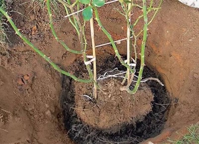 ����� � ��� ��������� ������������ ����: ������ ������� ���������