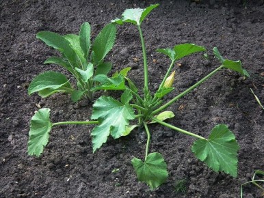 ������ ���� ������� �����: ������� ������ ���������