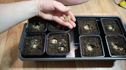 ����������� �������� �� �����: ������� ������ ��� ���������� ���������