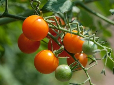 Ошибки обрезки томатов: как не потерять урожай