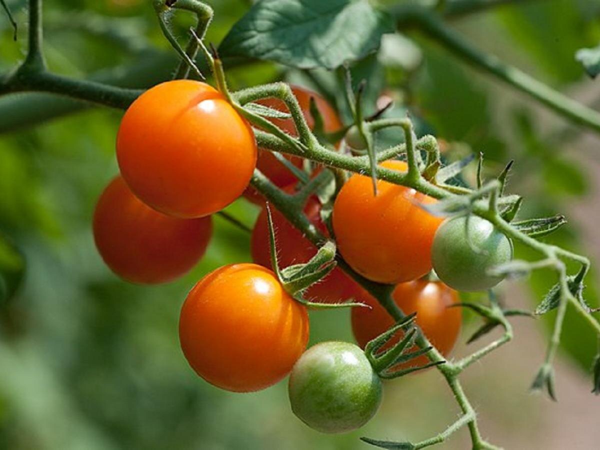 Ошибки обрезки томатов: как не потерять урожай