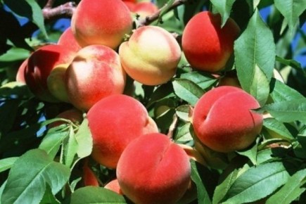 ������ �����������: ������� ����� � ������������ �����������