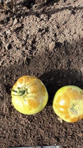 ������� �����: ����� �������� ��� ������� �� ��������