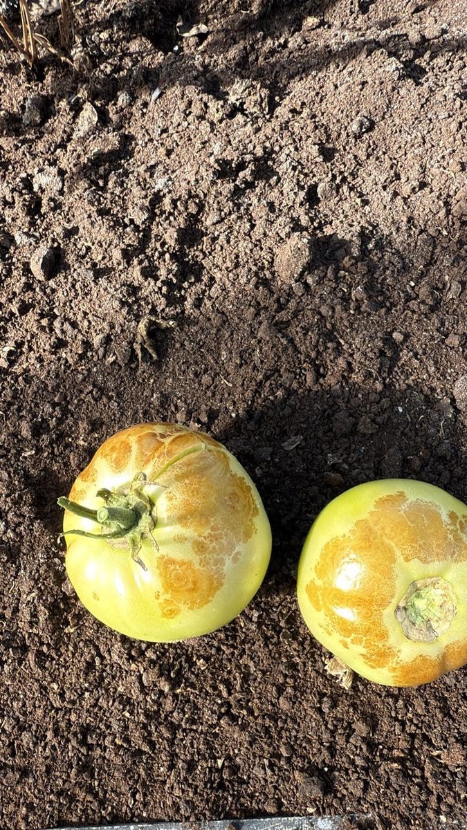 Конская гниль: новое бедствие для томатов на огородах