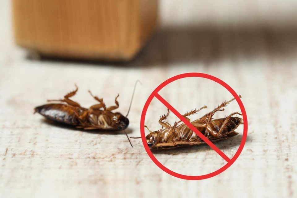 ��� �������� ���������� �� ���������: �������� ������ � ��������