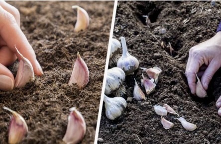 ������ ��� ������� �������, ������� ����� ��������� ������