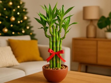 ������ �������� �� ���-��� � 2026 ����: ��� ������� ��� ����