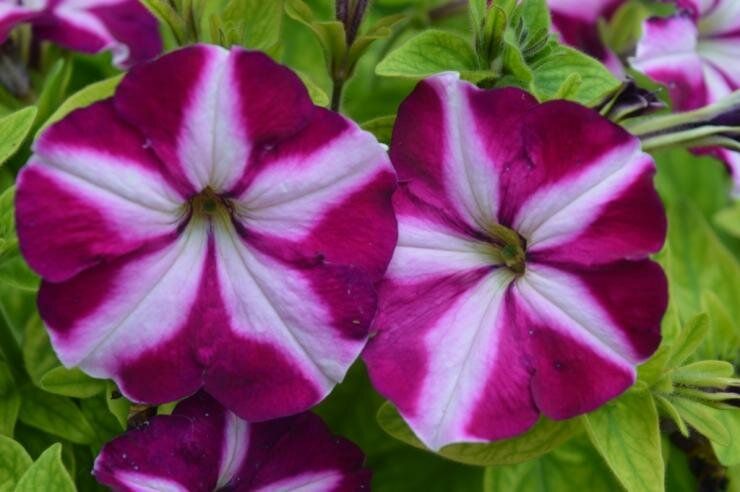 ���������� �������: ������������ ������ ��� ������ ����