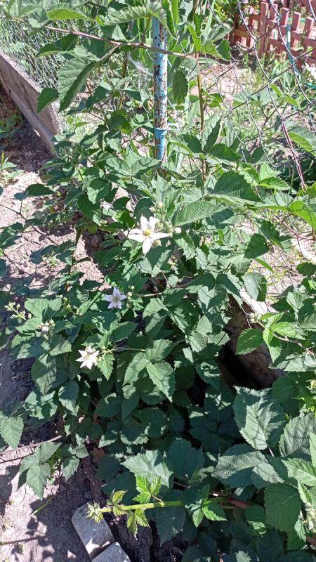 Необычная экзотика на юге России: ягодные кустарники, раскрывающие новый вкус