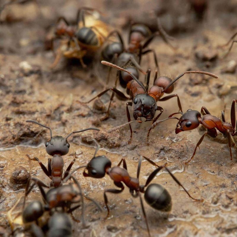 ����� ����� � ���������: ����������� � ���������� ������ ������ � �������� ��������