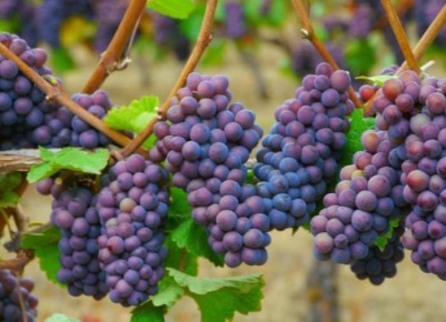 ��� ������ �������� ��������� ����� �� ������� ������