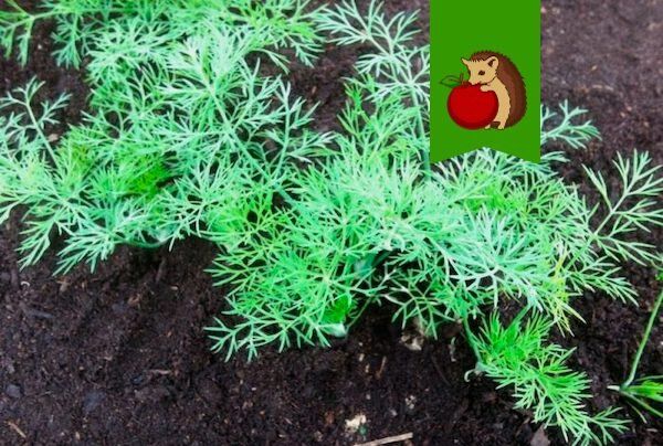 ��� �� ����� ������ �����: ������ ��� ��������� ������