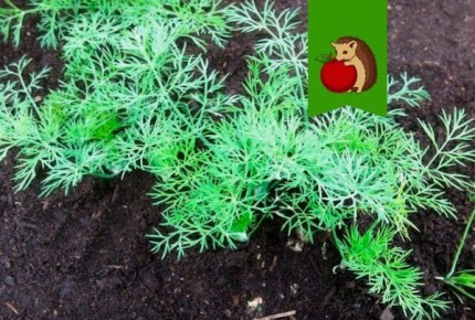 ��� �� ����� ������ �����: ������ ��� ��������� ������