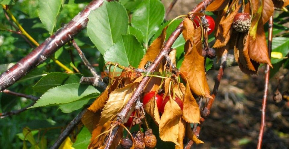 Опасный враг в саду: как защитить вишни и яблони от монилиоза